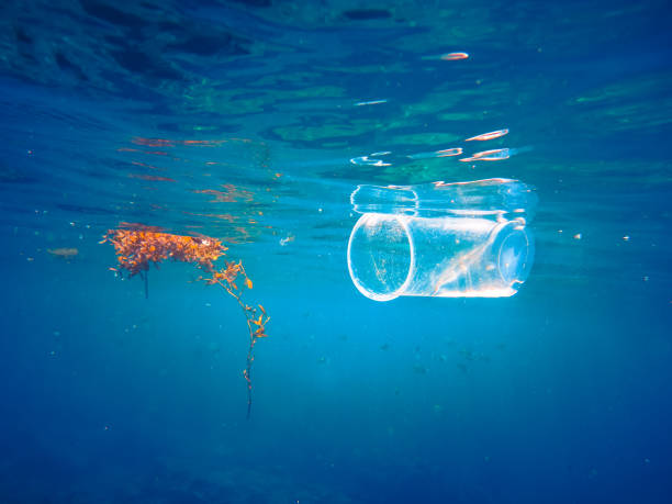 A single plastic cup floats at the surface of the sea next to a piece of seaweed. 